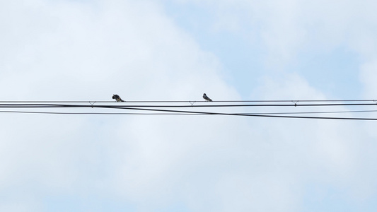 电线杆上的鸟儿实拍视频