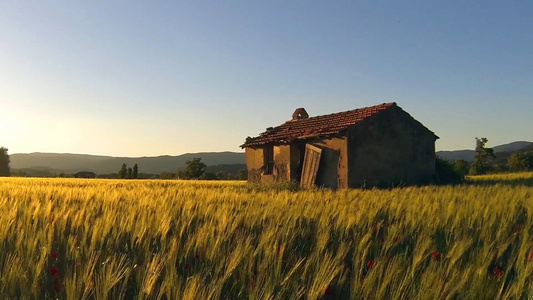 夕阳下的小麦农场视频