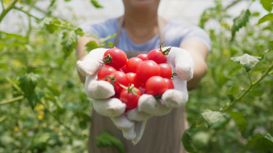 4k果农展示新鲜摘下的水果小西红柿圣女果视频
