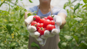 4k果农展示新鲜摘下的水果小西红柿圣女果8秒视频