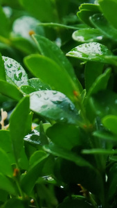 雨水滴落在树叶上梅雨季节视频