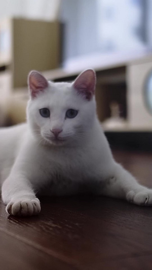 可爱宠物猫咪白色猫咪52秒视频