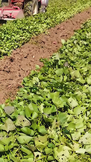 红薯种植管理机械农业47秒视频