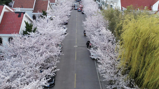 樱花盛开的街道航拍4K视频视频