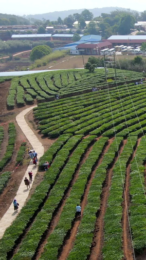 云南茶山航拍视频宣传片52秒视频