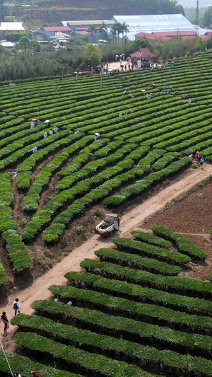 云南茶山航拍视频宣传片52秒视频