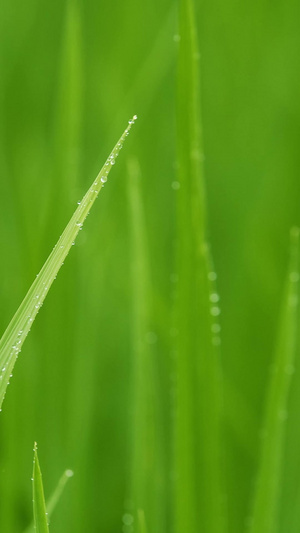 实拍夏至水稻叶尖上的水珠80秒视频