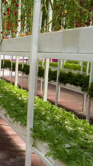 拍摄智慧农业大棚种植无公害45秒视频