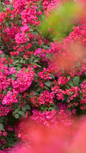 盛开的勒杜鹃花叶子花12秒视频