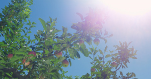 苹果树4K超清航拍原始素材15秒视频