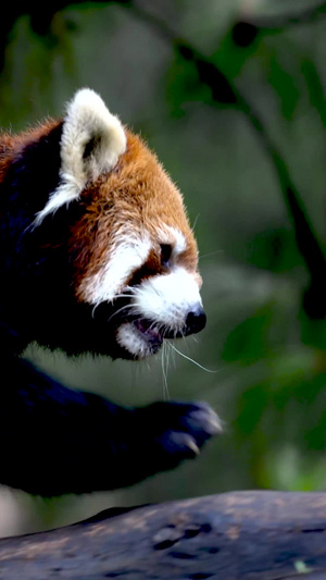 实拍行走的可爱小熊猫生态环境19秒视频