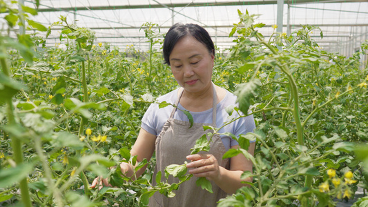 4k农业大棚农场阿姨查看植物视频