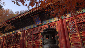 北京香山黄色枫叶勤政殿14秒视频
