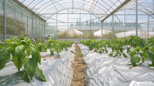 4k农业种植科学种植大棚培育有机蔬菜视频