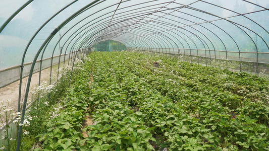 4k农业种植水果草莓大棚视频