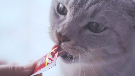 可爱小猫咪吃猫条零食视频