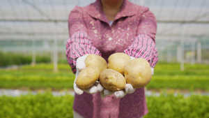 4k土豆田里农民手拿土豆展示特写7秒视频