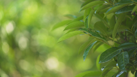 4k夏天茂盛生长的绿叶视频