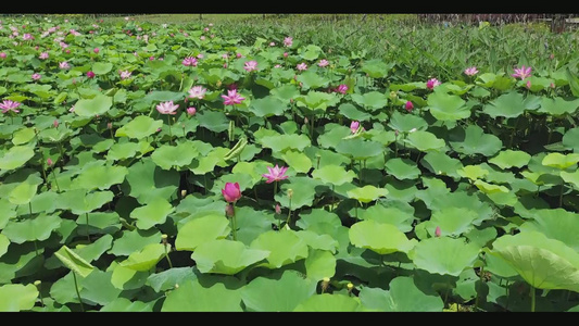 荷花合集视频