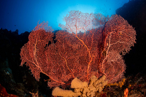 海底缤纷珊瑚世界32秒视频