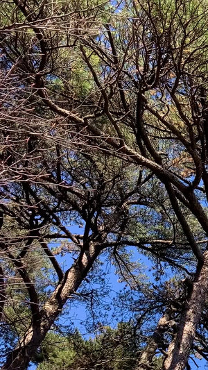 黄山风景区标志奇松视频合集自然风光66秒视频