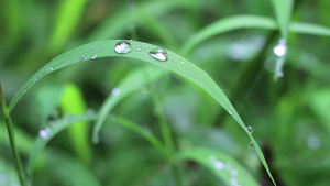 4K雨后露水露珠绿植实拍素材21秒视频