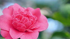 美丽的玫瑰花在私人花园里9秒视频