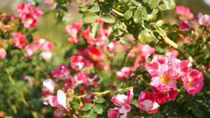 英国玫瑰园花坛15秒视频