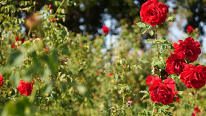 英国玫瑰园玫瑰园花卉背景嫩花盛开蜜蜂采花粉念珠花坛13秒视频