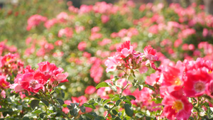 英国玫瑰园玫瑰园花卉背景嫩花盛开蜜蜂采花粉念珠花坛17秒视频