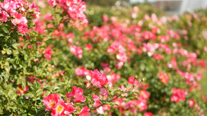 英国玫瑰园玫瑰园花卉背景嫩花盛开蜜蜂采花粉念珠花坛11秒视频