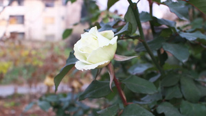 玫瑰花在乐园中10秒视频