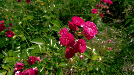 花园里的一朵美丽的红玫瑰在风中摇摆视频