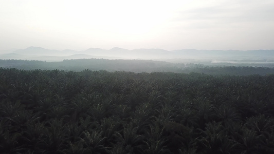 棕榈树种植视频