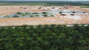 砍伐椰枣油和旱地14秒视频