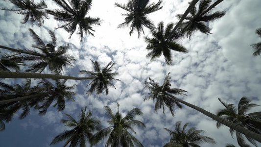 快速巡查并寻找椰子种植园视频