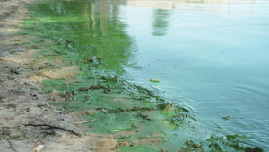 被污染的河或湖岸覆盖着绿色厚厚的海藻层磷酸盐水污染16秒视频