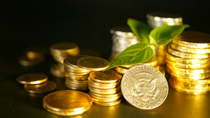 黑色背景上的金币和新芽绿叶金融业务抵押和银行业务概念8秒视频