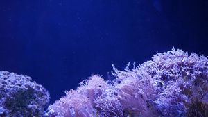 海洋水族馆中的彩色珊瑚9秒视频