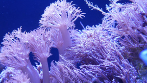 海洋水族馆中的彩色珊瑚14秒视频