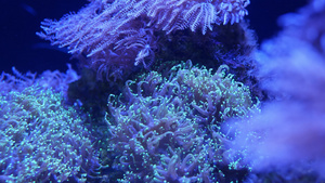 海洋水族馆中的彩色珊瑚16秒视频