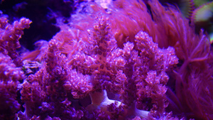 海洋水族馆中的彩色珊瑚30秒视频