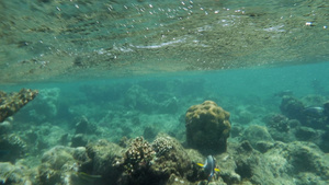 红海中水面的珊瑚礁29秒视频