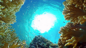 有热带鱼类和珊瑚的美丽的水下风景菲利平鱼27秒视频