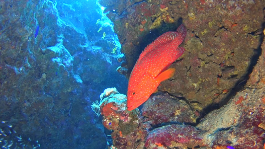 山洞中珊瑚群和玻璃鱼的热带珊瑚礁景象视频