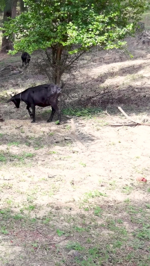野外山坡上母山羊带着小山羊吃草动物视频素材小羊羔32秒视频