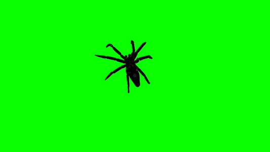 绿屏幕上的蜘蛛蜘蛛爬得令人毛骨悚然视频