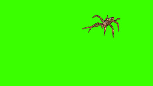 3d绿屏幕上的蜘蛛蜘蛛爬得令人毛骨悚然17秒视频