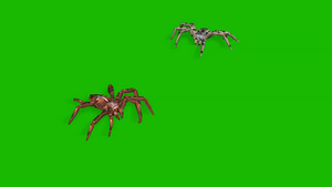 绿幕3d蜘蛛动画19秒视频