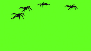 绿幕上的蜘蛛动画爬行18秒视频